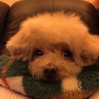 Asawa (@lin_asawa) 's Twitter Profile