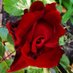 Michael Klein ๐บ๐ฆ๐ณ๏ธโ๐7x๐ (@michael10415865) Twitter profile photo Michael Klein ๐บ๐ฆ๐ณ๏ธโ๐7x๐ (@michael10415865) Twitter profile photo