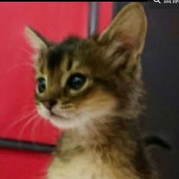 Chris@ruka1178💙ルナ・ルカ・ルイ、愛してるよー🐈🐈🐈 (@chris_8222) 's Twitter Profile