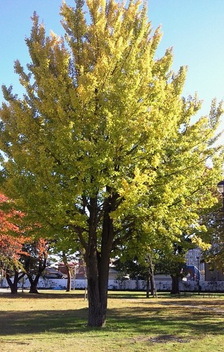 Motherleaf117's profile picture. 