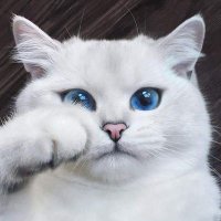 Cats Fan(@CatsFanus) 's Twitter Profile Photo