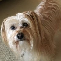 Curly sue @moocowsue.bsky.social (@moocowsue) 's Twitter Profile Photo