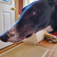 LinusTheGreyhound (@greyhoundlinus) 's Twitter Profile