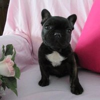 RebelYell (@robynthomps59) 's Twitter Profile