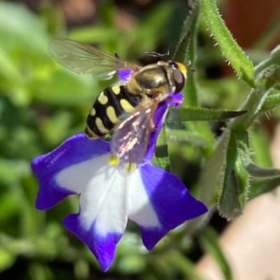 Jennifer_Mary26's profile picture. Teaching since 2000, Science 🧪 Biology 🧬 Psychology 🧠 KS3-5.