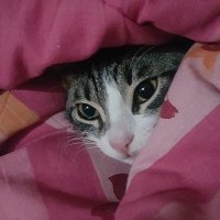 bir dalda iki canbaz (@daldaiki) Twitter profile photo