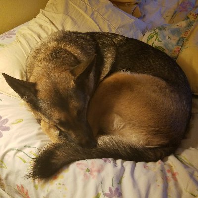 3D printer, INTP, Hunter main, Owned by a German Shepherd,