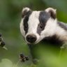 BinJam7's profile picture. Second time lucky
I'm a badger of honour
50% Scouse Film Hound 
Wore a mask in 2020, 21, 22, 23, 24
100% Fully Vaccinated #Pfizer
Loves #PhysicalMedia
