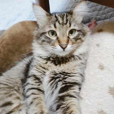 にゃこさんのプロフィール画像
