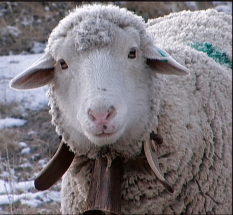 sweetgrassmovie's profile picture. Sweetgrass follows the last modern-day cowboys to lead their flocks of sheep. Now available on DVD and iTunes from @Dogwoof