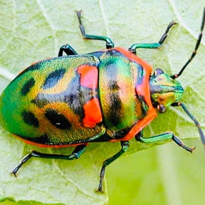 bugs_me Profile Picture