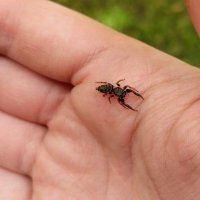 Australasian Arachnological Society (@ausarachno) 's Twitter Profile