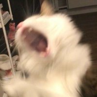 alexzuchi (@alexzuchi) 's Twitter Profile