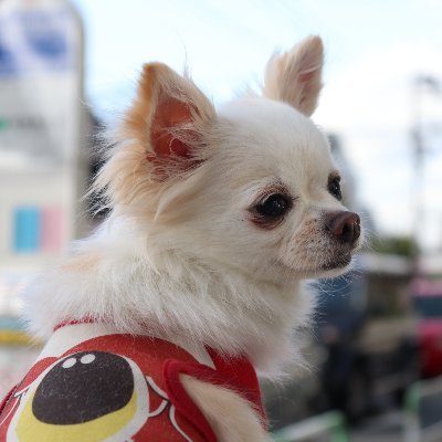 Npoみなしご救援隊 犬猫譲渡センター 東京支部 秋田犬3頭 東京都世田谷区内 の里親を募集します とにかく時間がありません 秋田犬 里親募集 保護犬