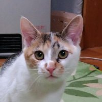 おみこ にゃん (@poco3118) 's Twitter Profile