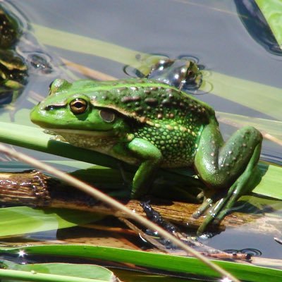 The latest news and information from the Limestone Coast Landscape Board.