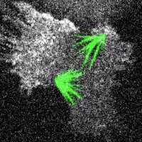 Buzz Baum's Lab (@lab_baum) 's Twitter Profile
