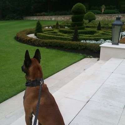 canine_ltd's profile picture. Security Dog Company that provides a variety of different canine disciplines in both search and protection.