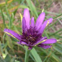 Purbeck_Wild_Flowers(@PurbeckWild) 's Twitter Profile Photo