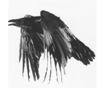 Benjamin Rains - @_KingRaven_ - Twitter