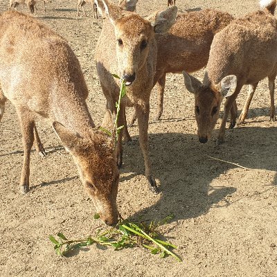 MeeteiRohit's profile picture. 