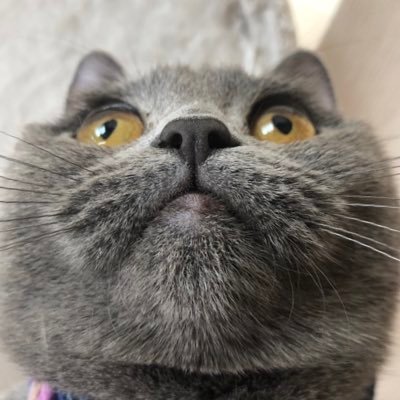 にゃんこ華ちゃんさんのプロフィール画像