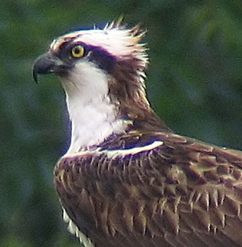 Rutland Ospreys