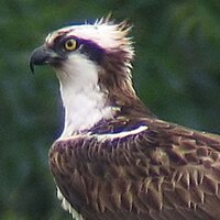 Rutland Ospreys(@rutlandospreys) 's Twitter Profileg