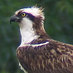 Rutland Ospreys (@rutlandospreys) Twitter profile photo Rutland Ospreys (@rutlandospreys) Twitter profile photo