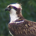 Rutland Ospreys (@rutlandospreys) Twitter profile photo