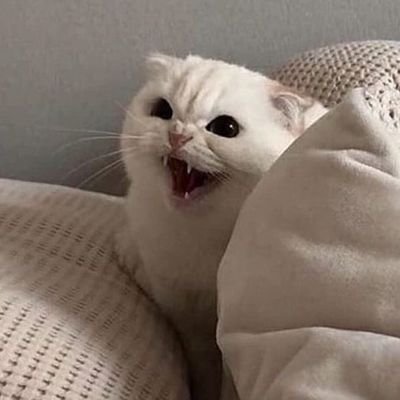 sekieko's profile picture. 