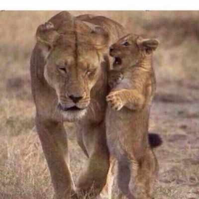 العرب العاربه