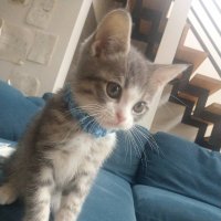 ねこのあおちゃん日記 (@nekonoaochan414) 's Twitter Profile