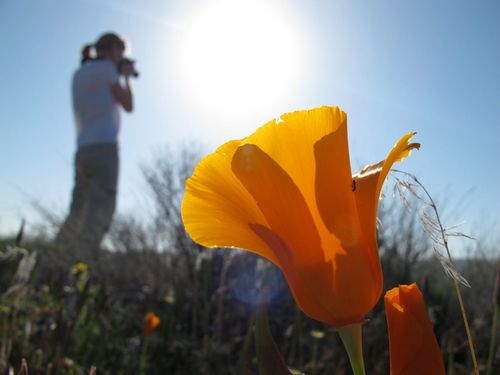 Associate prof @UBCgeog and @UBCbiodiversity; population ecologist, occasional botanist, mom