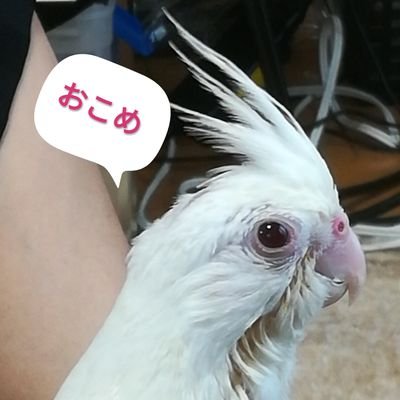 おこめちゃん おこめチャンネル Wyk4svwii6pes53 Twitter おこめちゃん おこめチャンネル Wyk4svwii6pes53 Twitter
