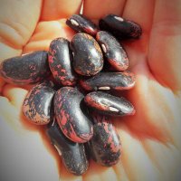 Northern Seed Sovereignty (@northernseedsov) 's Twitter Profile