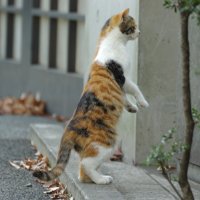 みけ (@pentaxxer) 's Twitter Profile