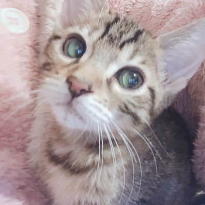 Ze17w03ergwqvvl's profile picture. ツナはお空に旅立ちました◇ベンガル3歳ウニ( ♂)ヘッダー(@sitake001)下僕はメンヘラちゃん🥹 #パニック障害 #双極性障害 #摂食障害 #ADHD