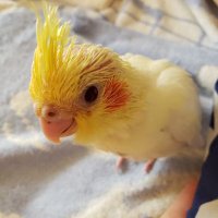 🐲穏龍　美月🐲おんりゅう🕊みつき🪽 (@mizukionnruu20) 's Twitter Profile Photo