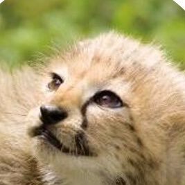 アフリカ野生動物カレンダー ワンスカイリンク Africacalendar Twitter アフリカ野生動物カレンダー ワンスカイリンク Africacalendar Twitter