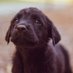 Campaign Against RSPCA Closures (@saveouranimalc1) Twitter profile photo Campaign Against RSPCA Closures (@saveouranimalc1) Twitter profile photo