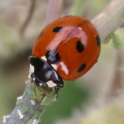 UK Ladybird Survey recording all species of ladybird (Coleoptera: Coccinellidae)