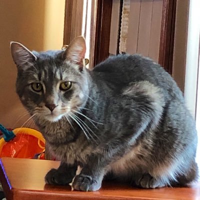 My name is Dusty and I’m a fun loving tiger cat who loves my humans. I love running outside in my backyard, long naps, and watching BG sports with my family.