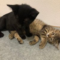 猫の兄弟 ホーリーとナイト (@brothers_cat_hk) 's Twitter Profile
