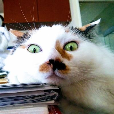 猫好きパーソナルカラーリストさのはるえです😊
福ちゃん🧧(ｷｼﾞﾄﾗ♂️)琴ちゃん(ﾐｹ♀️)つよし🐈‍⬛(ｷｼﾞﾄﾗ♂)のおかあしゃんやってます😄
Ｘは主に🐱インスタ(低浮上)は猫＆カラー診断をUPしています🌈
女子ﾌﾟﾛﾚｽ,大相撲,恐竜🦖ﾛﾎﾞ系🤖も好き💟
無言フォロー大歓迎🤍