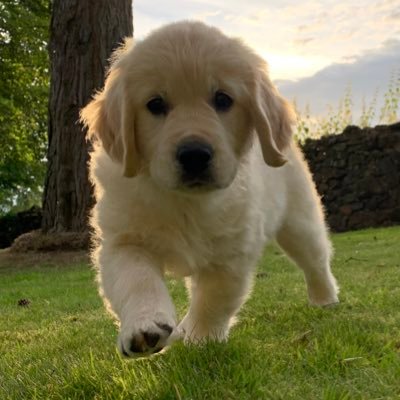 Bella the Therapy Dog