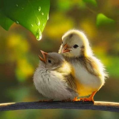 surush_v's profile picture. 