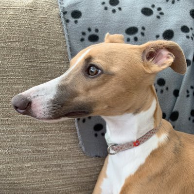 I’m Lady Sadie. A female whippet from oop Nayooorrth. But of course! #dogsoftwitter #whippet #whippets