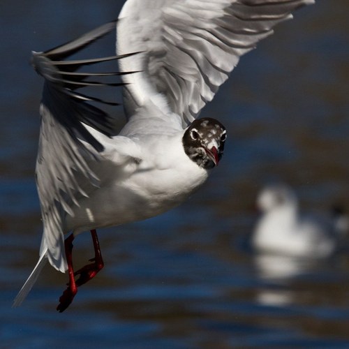 SwearyMarey's profile picture. 