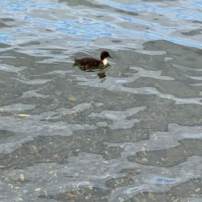 Awesome duckling from the shores of Lake Washington.